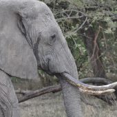  The Serengeti, TZ